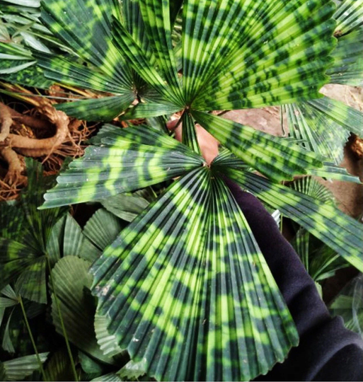 Licuala Kalimantan Mottled | Mapu Variegated Palm Seed. One Leaf Growing
