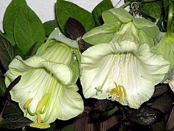 Flower Seeds Cobaea Scandens White