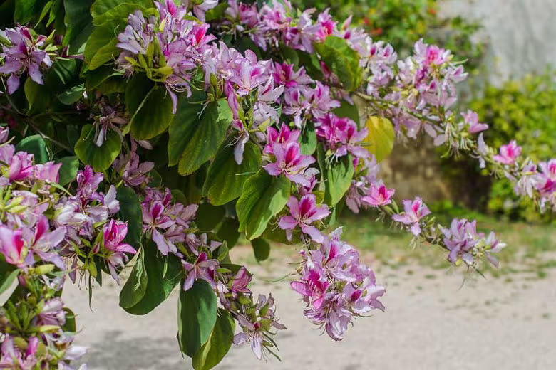 Pink Orchid Tree | Bauhinia Monandra Seeds