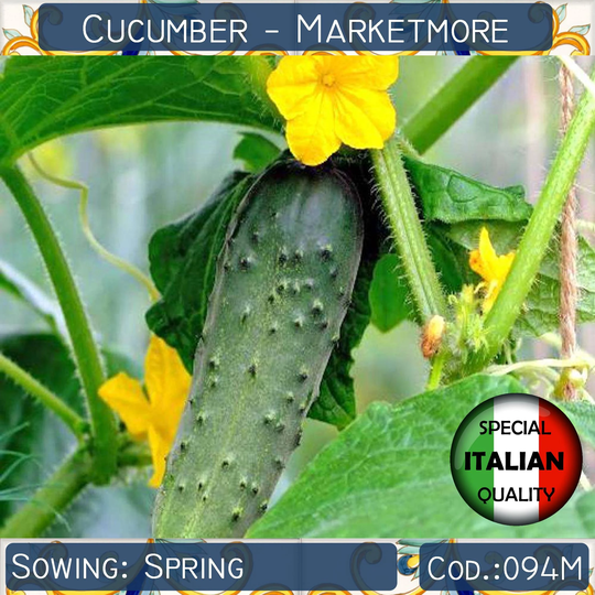 15 Cucumber Marketmore Seeds, Italian Vegetable Non Gmo #094M