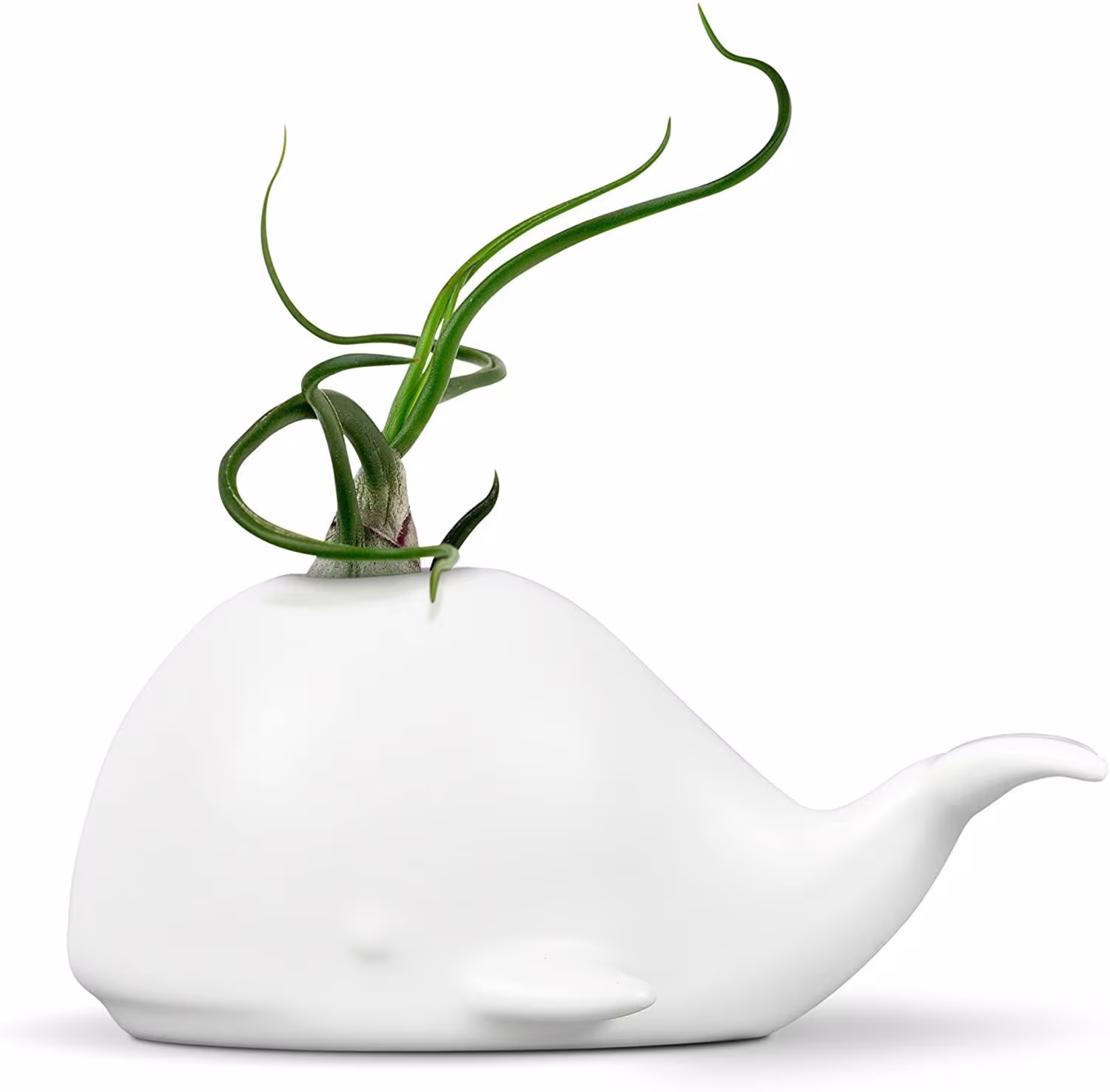 Ceramic Whale Succulent Holder