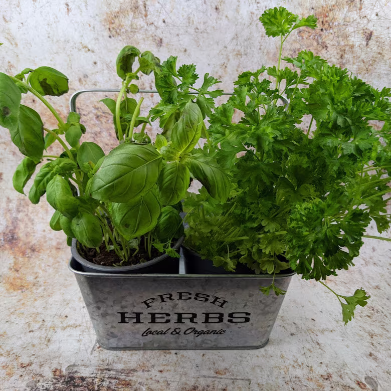 Herb Caddy Planter With Handle, Metallic Finish Suitable For Inside Or Out