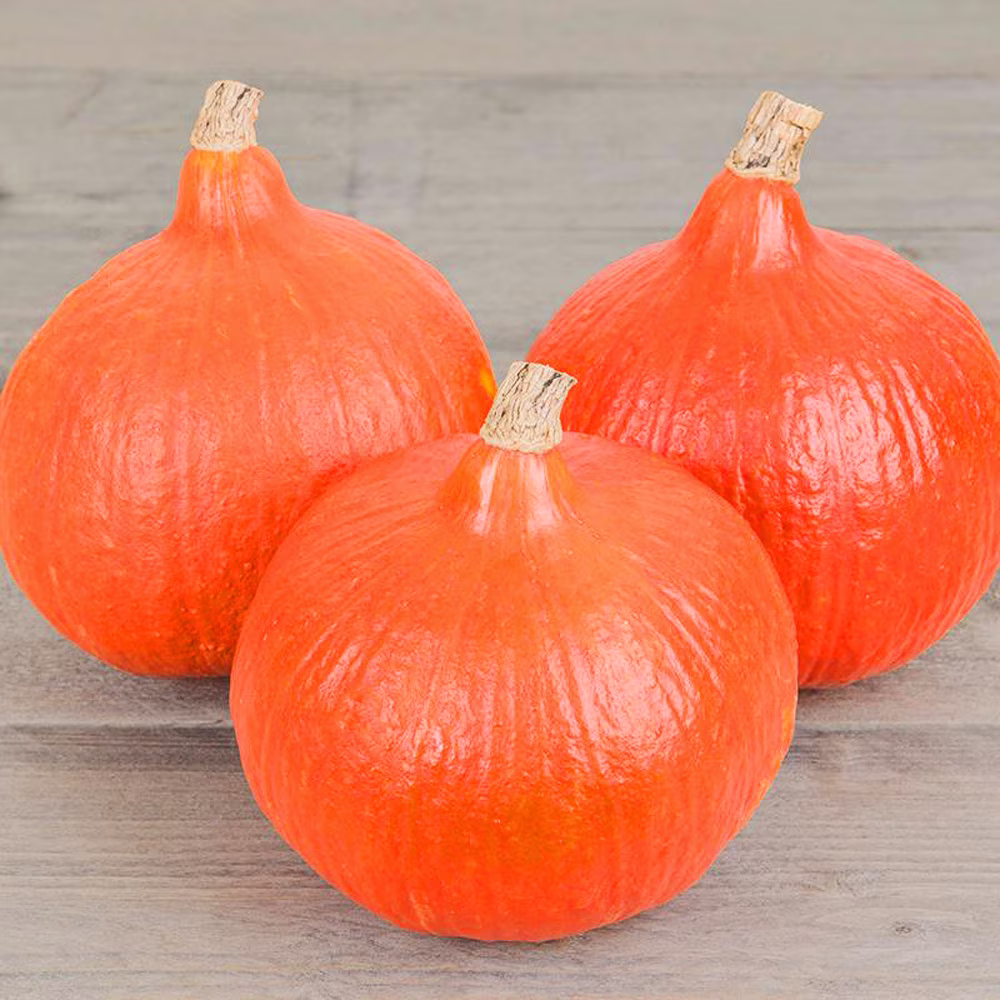 Solor Winter Squash Vegetable Plant Seeds - 8 Organic