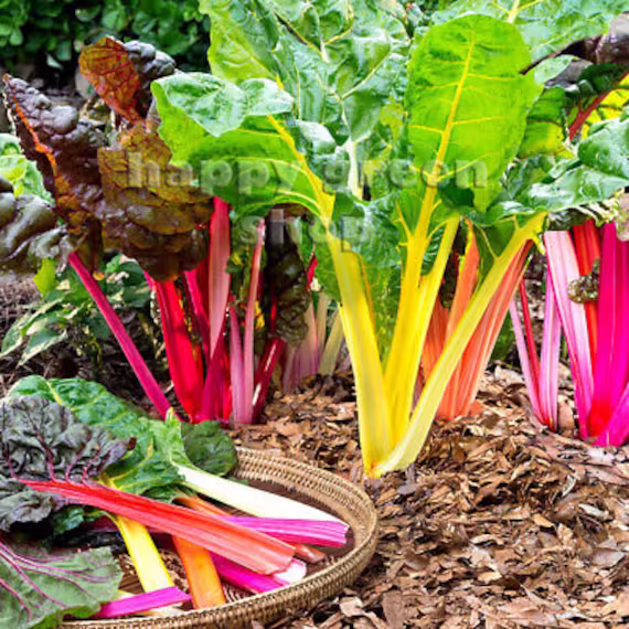 Vegetable Swiss Chard Rainbow Mixed - 140 Seeds Pink Red Yellow Orange