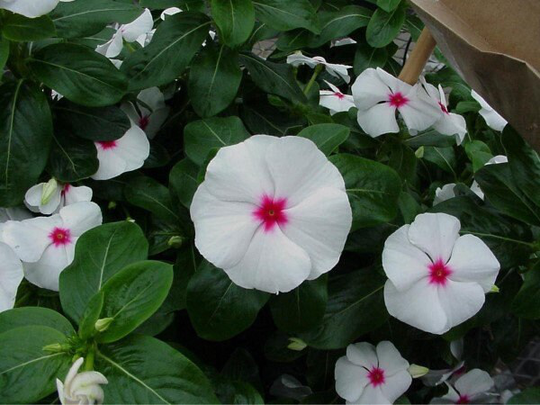 Vinca Seeds Sunstorm White With Eye 100 Thru 500 Catharanthus Roseus