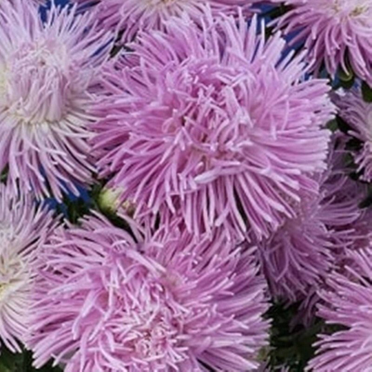 Aster Krallen Siam Seeds Annual Flowering Non Gmo For Planting | 204739