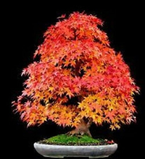 5 X Sugar Maple Tree Seeds - Acer Saccharum Rock