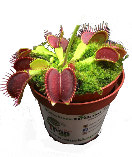 Venus Flytrap Seeds Dionaea Muscipula 100 With Kit | Terrarium & Soil From Local Carnivorous Plant Nursery