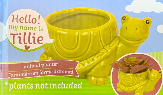 Succulent Ceramic "Turtle