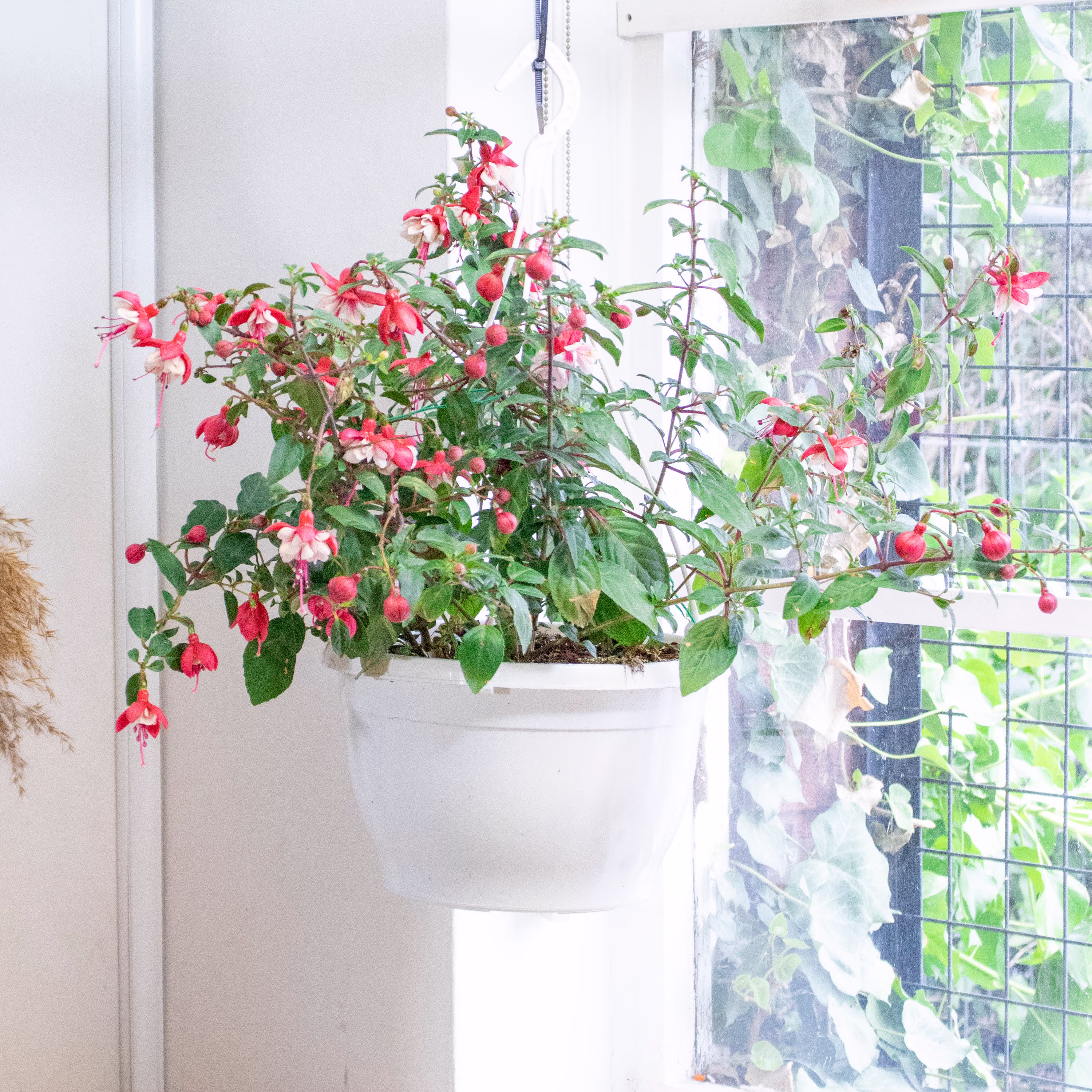 Hardy Fuchsia Britney Flowers in Hanging 25cm Basket Outdoor House Garden Plant