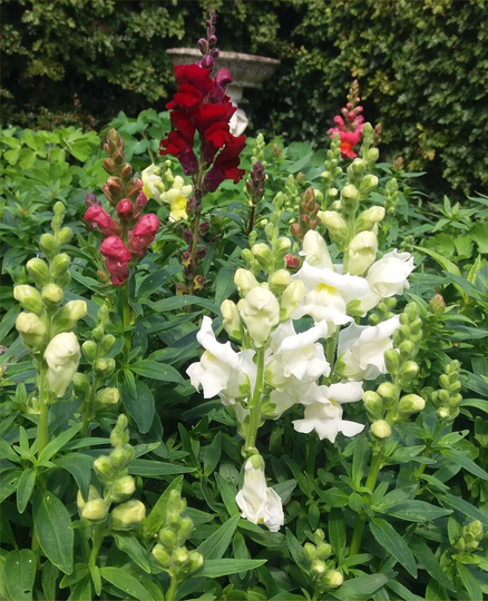 Antirrhinum Cheerio Mixed Approx, 2000 Seeds, Snap Dragons