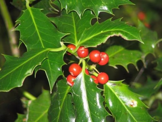 25 X Common Holly | Ilex Aquifolium Seeds