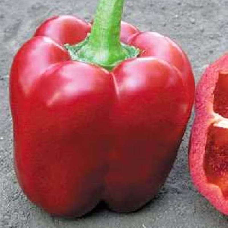 Sweet Pepper Granova Seeds Open-Pollinating Non Gmo For Planting | 204554