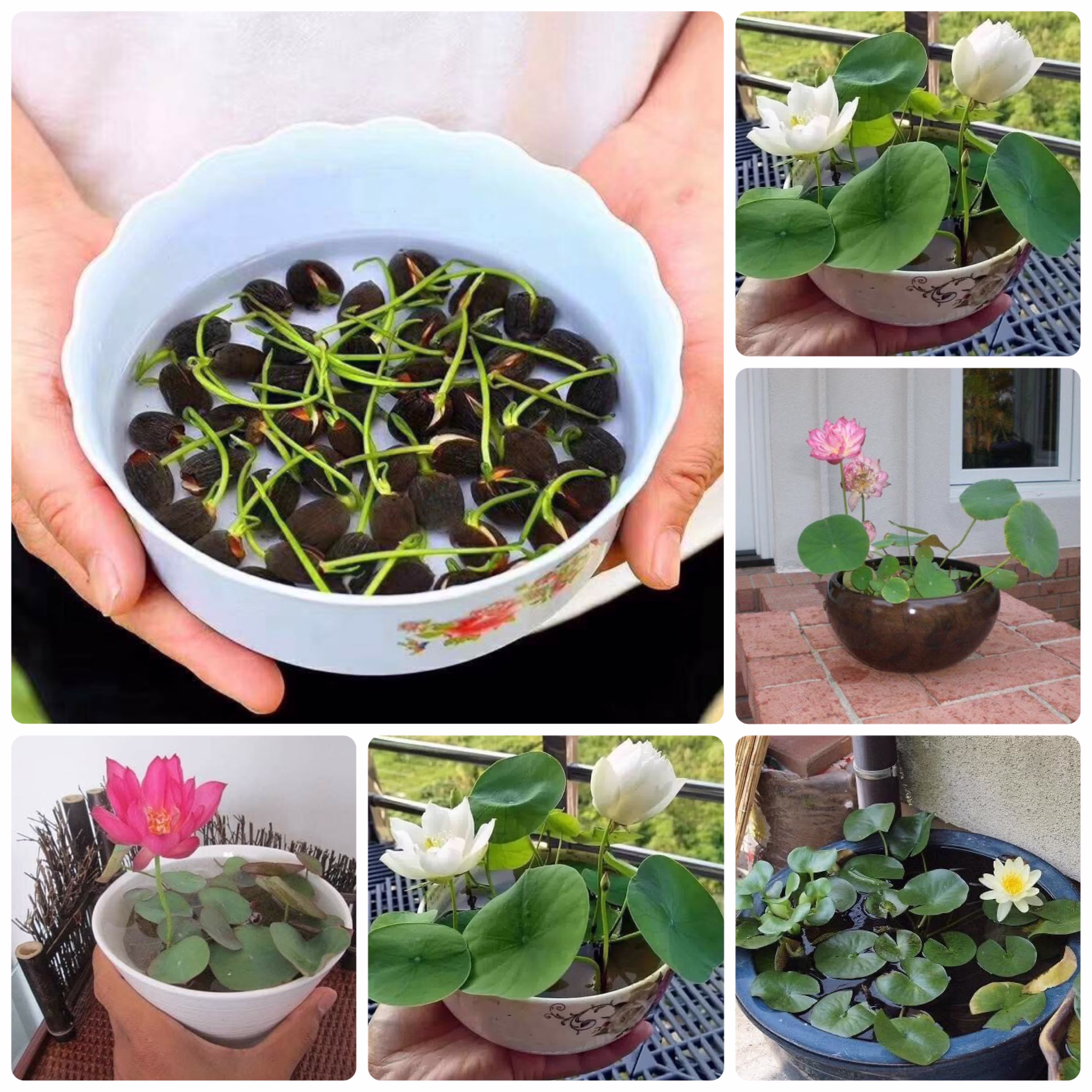 Water Flower 10 Seeds , Tiny Bonsai Lotus Mixed Colors Small Lotus Water Lily