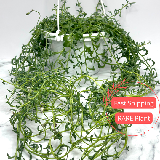 string Of Dolphins Plant 6