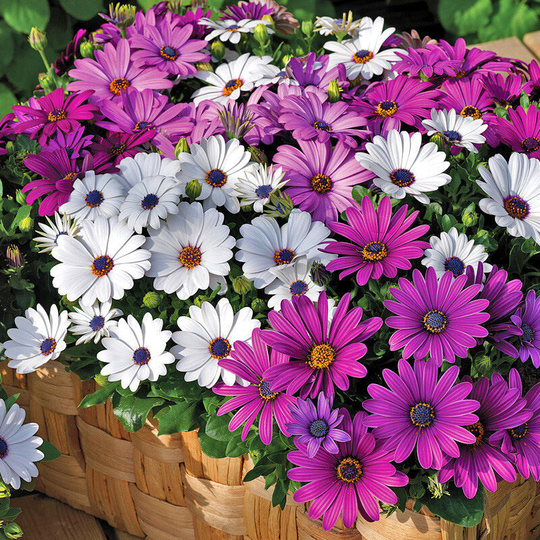 200 Seed Marigold Zenith (Bonanza) Mixed Garden Plants Semi Hardy Annual Garden Plants Easy to Grow Your Own Garden Ready Plants Thompson and Morgan