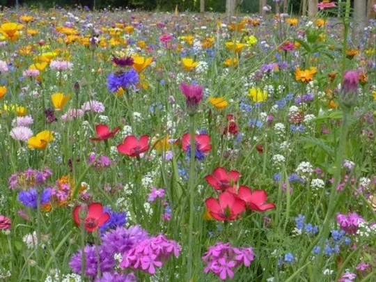 Wildflower Meadow Mixture 1000 Seeds, Non Gmo, Fresh, Easy To Grow