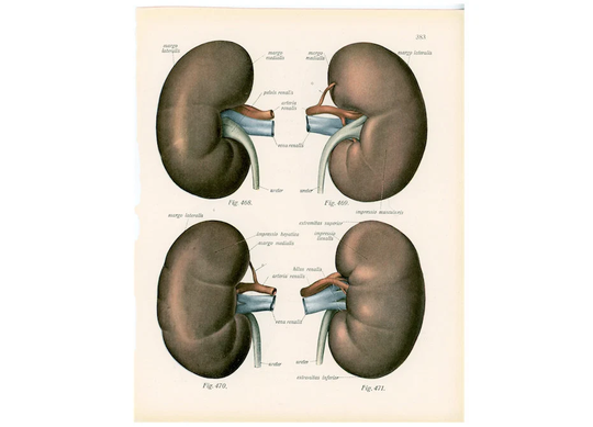 C. 1922 Kidneys Print Original Antique Human Anatomy Medical Illustration Renal System Organs