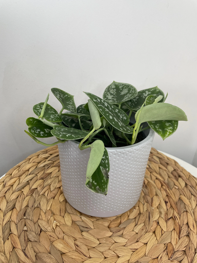 Grey Planter With Subtle Dot Design For Up To 12cm Pots