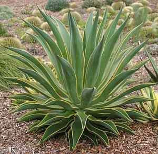 Agave Desmetianna Varigata | Variegated Smooth Agave "Golden Moments' 22" T X 26