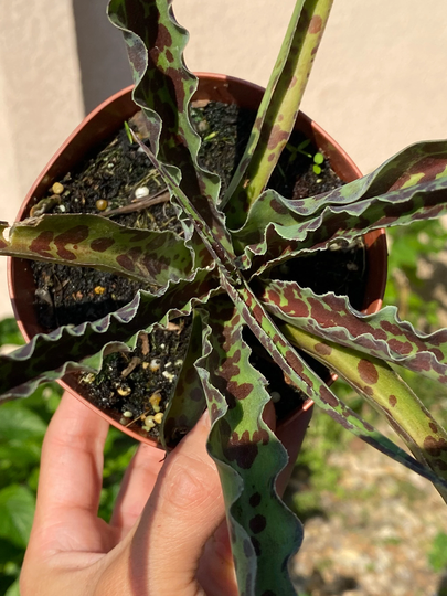 2022 Sale Chocolate Chips False Agave Manfreda Undulata Spots SucculentVariegated SucculentsLive Plants4