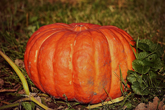 Pack Of 25 Very Early Red Pumpkin Seeds From Etampes