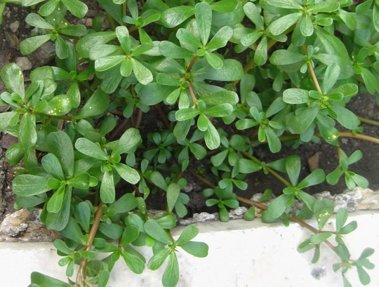 500 Wild Purslane Seeds - Asian Spinach Kulfa Saag, Luni Bhaji | UK Seller