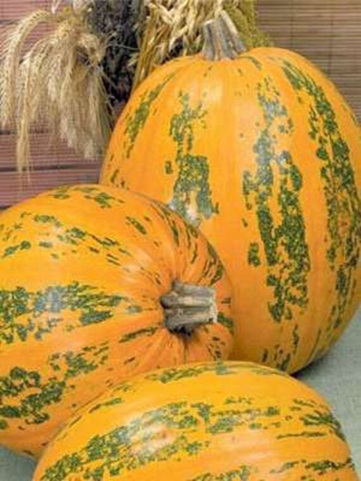 Pumpkin Vitamin Seeds