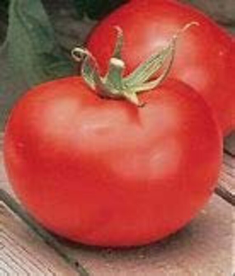Tomato Seed - Better Boy Hybrid Seed-35 Seed Count