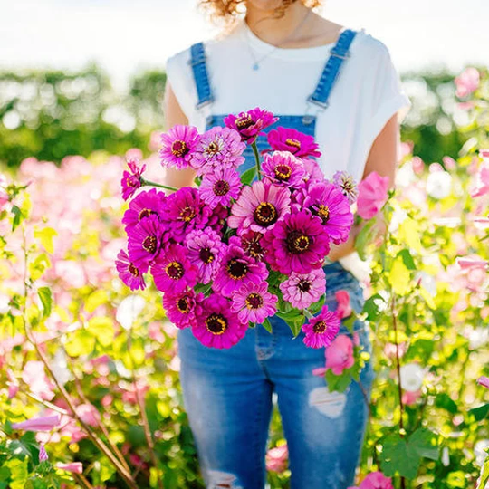 Usa Seller Dream Zinnia Seed 25 Seeds Heirloom Elegans