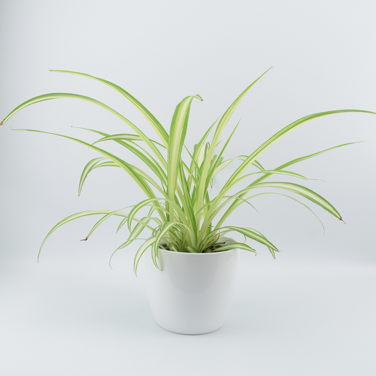 Chlorophytum Spider Plant in White Ceramic Pot