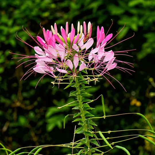 Cleome Spider Flower Seed 25