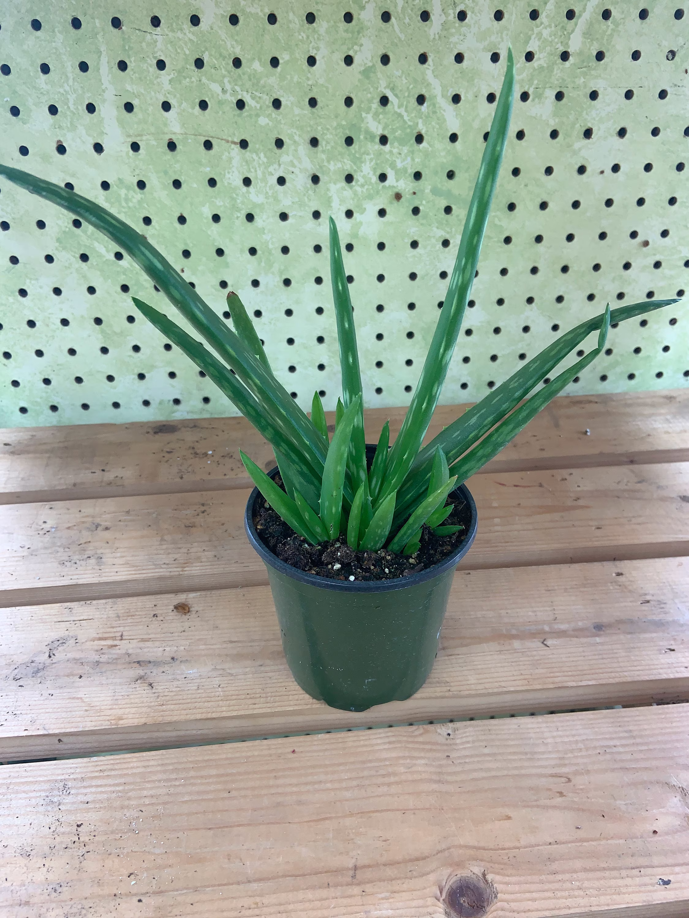 Aloe Vera Medicinal Plant 3.5