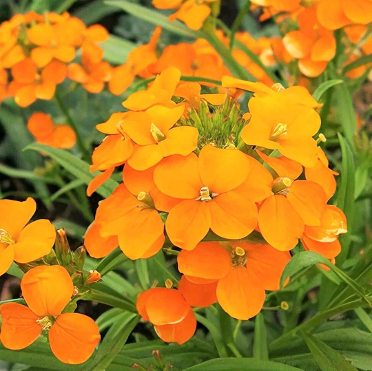 Siberian Wallflower Seeds | Erysimum Cheiri Cheiranthus Allionii Orange Flowers Spring Biennial Flower Seed Nongmo 2023 Season Fast Shipping