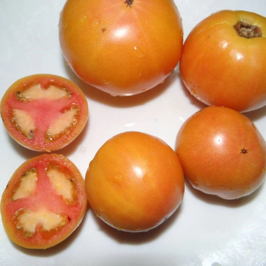 Tomato Summer Sunset Seeds Open-Pollinating Non Gmo For Planting | 204502