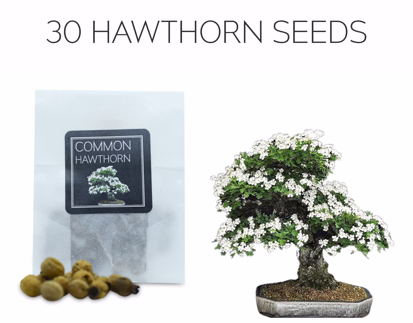 30 Common Hawthorn Bonsai Seeds | Grow Your Own Tree Crataegus Monogyna Growing Guide Perfect For Beginners & Enthusiast