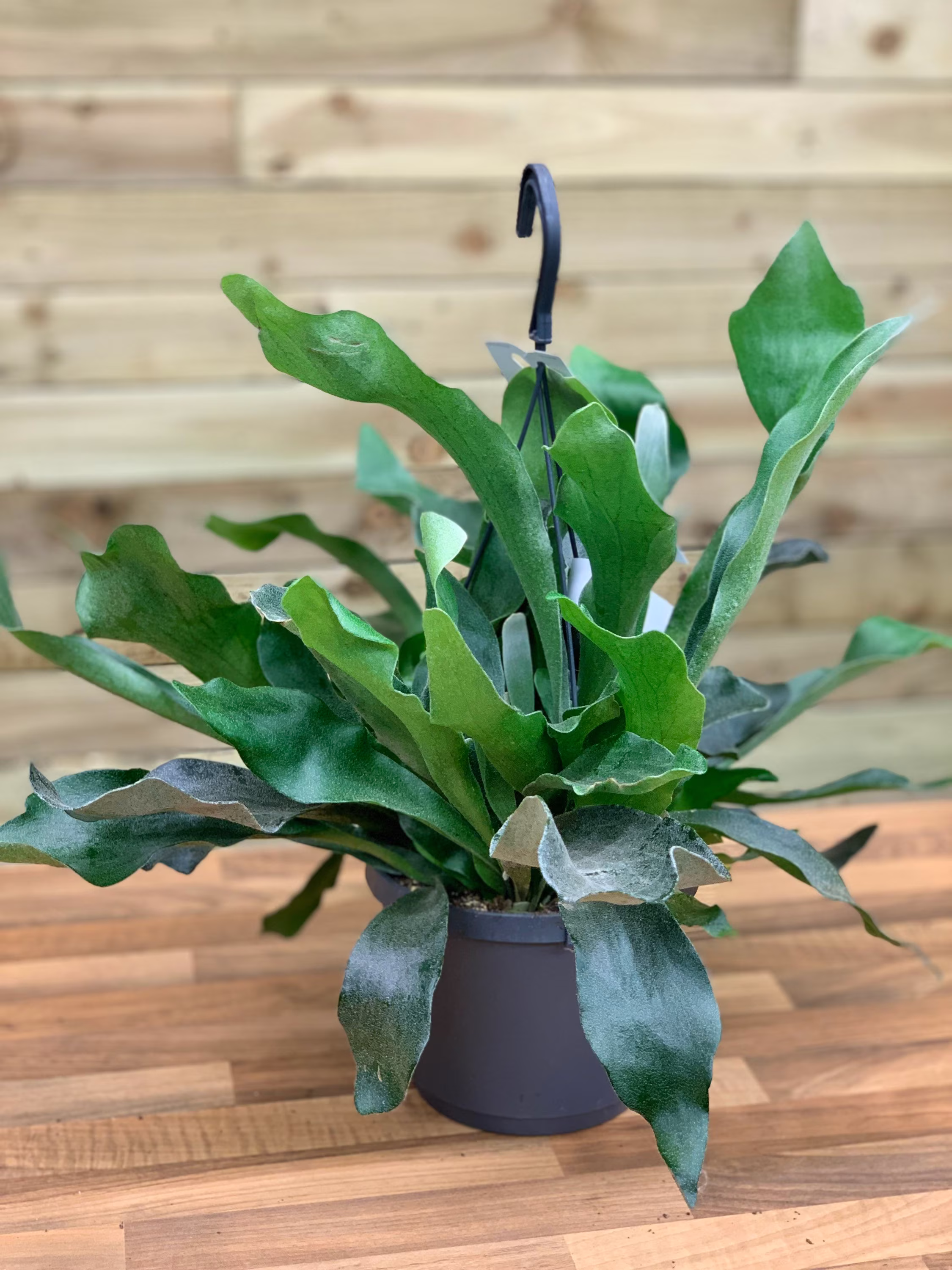 stag Horn Fern in Hanging Basket