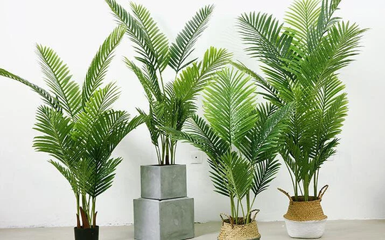 5 Dypsis Lutescens Areca Palm Seeds C1037