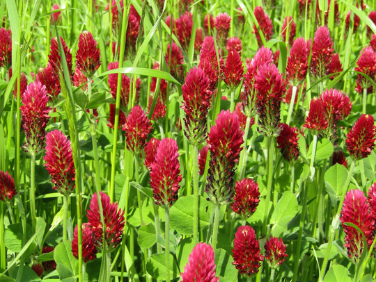 Crimson Clover Seeds, Dixie Clover, Nitrogen Fixer, 1000 Seeds // Non-Gmo, Trifolium Incarnatum