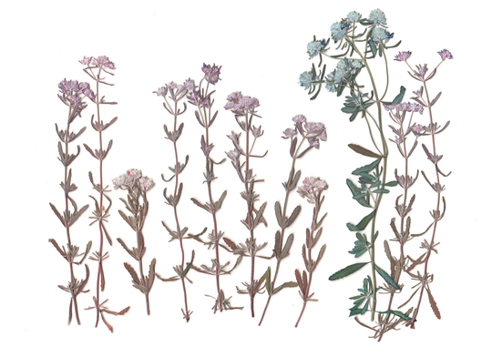 Pressed Herbs( 16 Branches.dried Herbs.pressed Herbs.herbarium.for Cards, Scrapbooking, Decor, Calligraphy, Jewelry