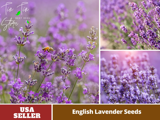 100+ Seeds-Lavender Seeds-Perennial -Authentic Seeds-Flowers -Organic. Non Gmo -Vegetable Seeds-Mix Seeds For Plant-B3G1 #c001