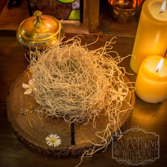 Dried Spanish Moss | Protection Poppets Voodoo Doll Hoodoo Magicks
