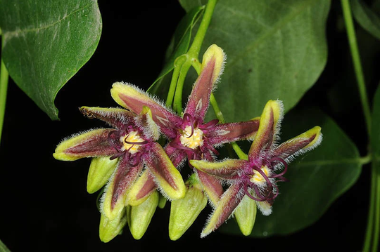 10 Periploca Graeca, The Silk Vine Seeds