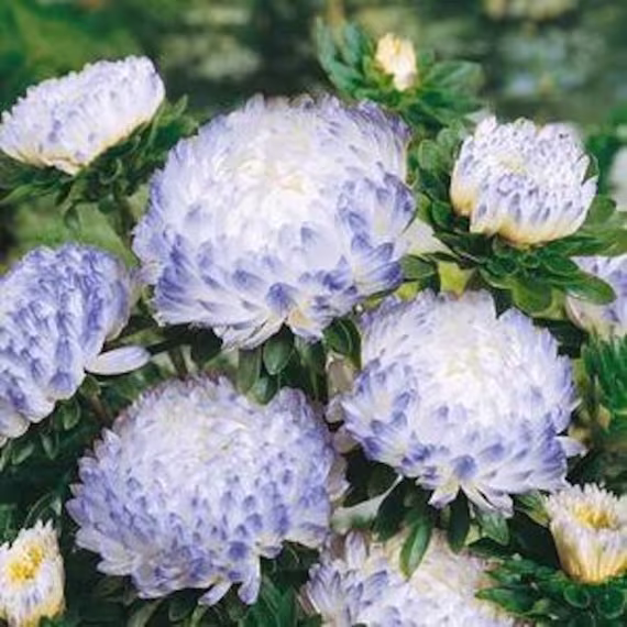 Aster Duchess Blue Ice Flora Plant Flower 60+ Seeds Annual | A Flourish Of Beautiful Enormous White Blooms & Dramatic Blue Tinged Highlights