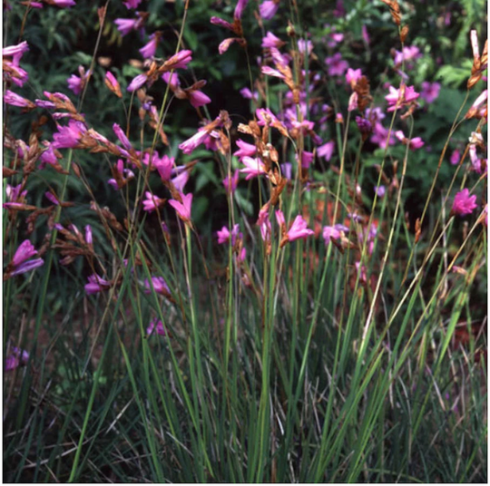 Dierama Pauciflorum X10 Seeds Angels Fishing-Rods Unique Dwarf Hardy Dierama