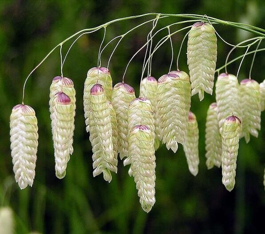 Briza Maxima 100 Seeds, Non Gmo, Fresh, Easy To Grow