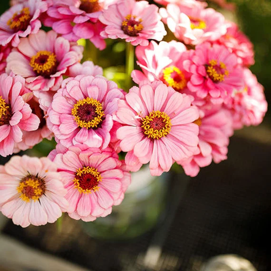 Usa Seller Exquisite Zinnia Seed 25 Seeds Heirloom Elegans