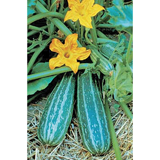Zucchini Heirloom Squash Cocozelle Seed 25