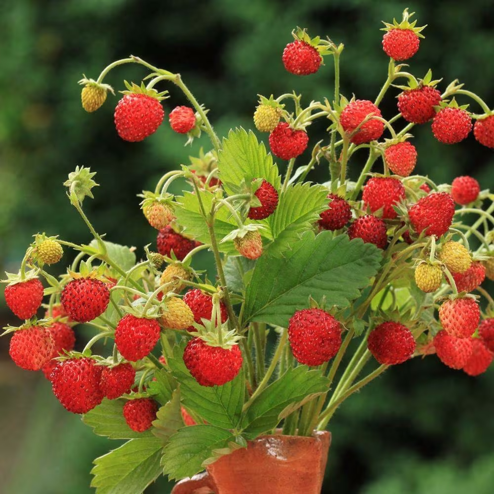 Fruit - Strawberry Alpine Baron Von Solemacher 320 Premium Quality Seeds