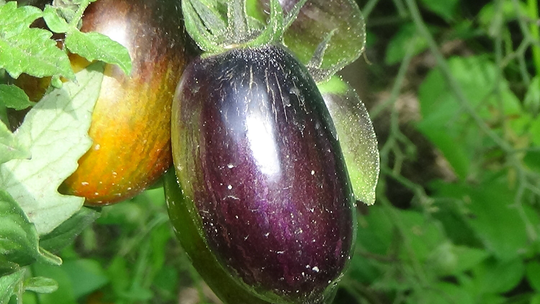 Brads Atomic Grape 15+ Seeds Tomato